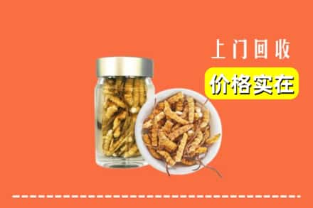 武威市天祝回收散虫草