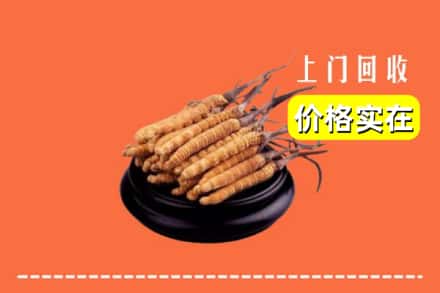 武威市天祝回收冬虫夏草
